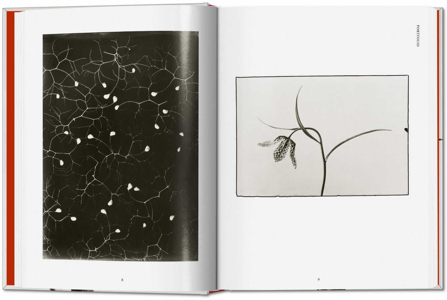 Karl Blossfeldt. The Complete Published Work. 45th Ed. (German, French, English) Book
