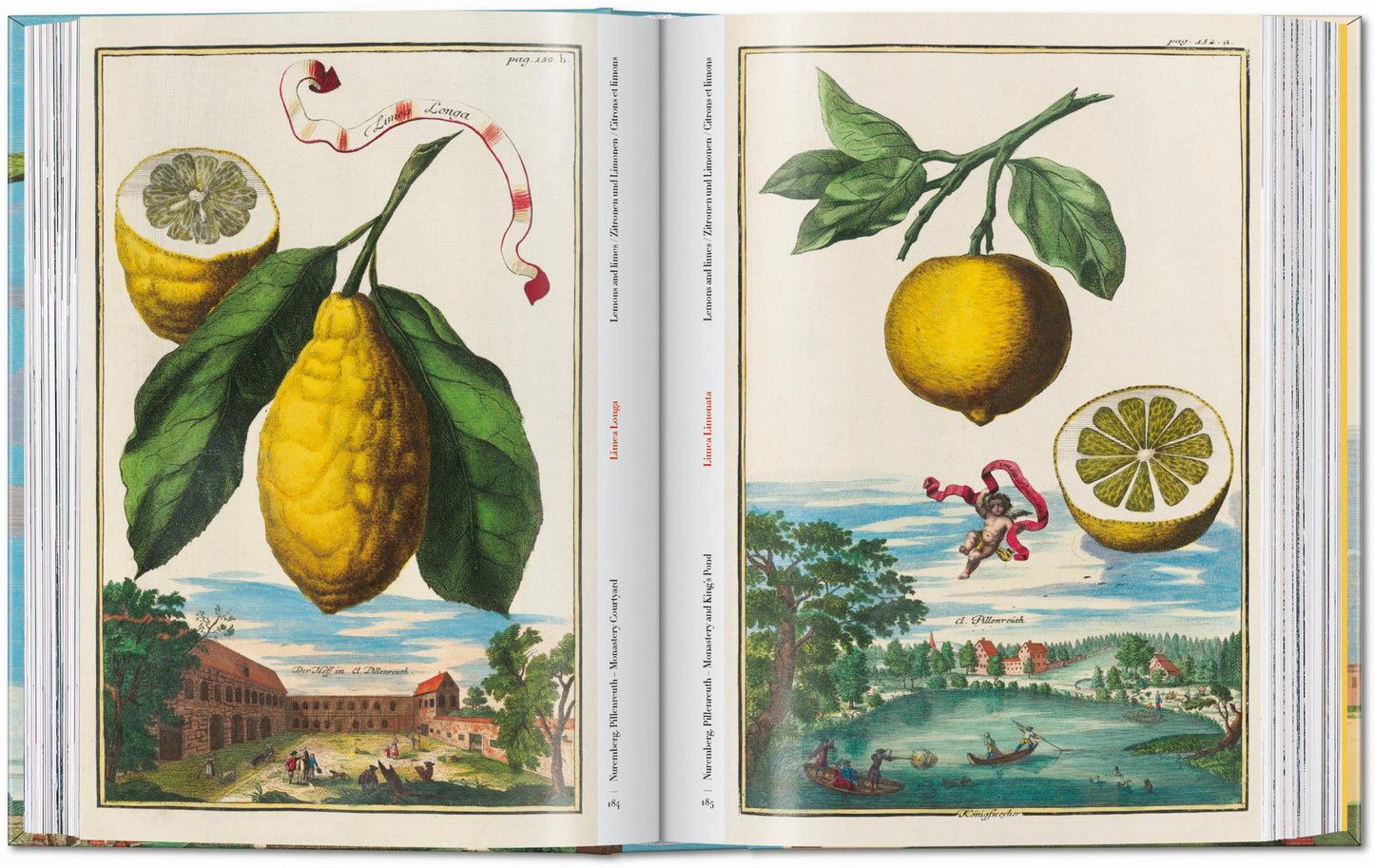 J. C. Volkamer. The Book of Citrus Fruits. 45th Ed. (German, French, English) Book