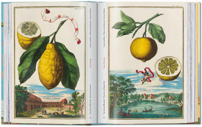 J. C. Volkamer. The Book of Citrus Fruits. 45th Ed. (German, French, English) Book