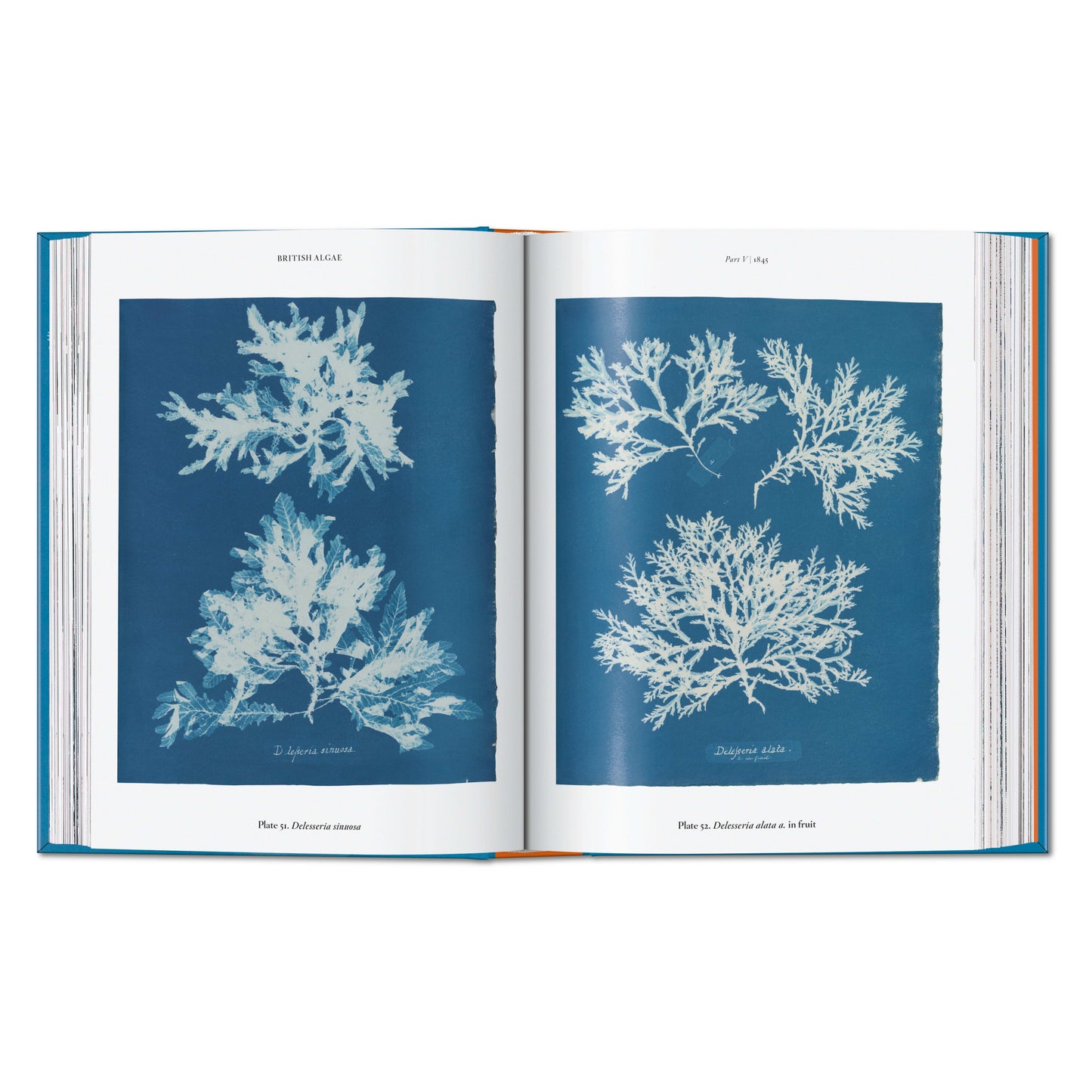 Anna Atkins. Cyanotypes. 45th Ed. (German, French, English) Book