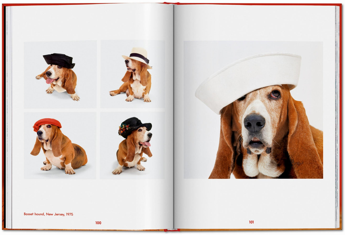 Walter Chandoha. Dogs. Photographs 1941–1991 (English) Book