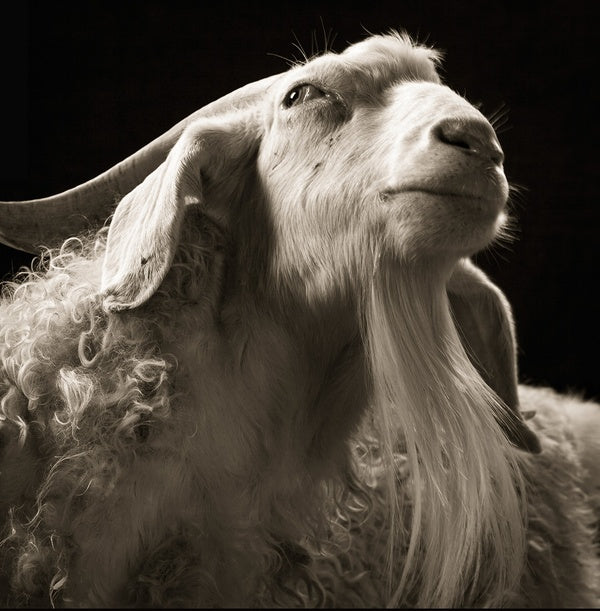 Echo/Cide / The Experience of Limit Vinyl Record