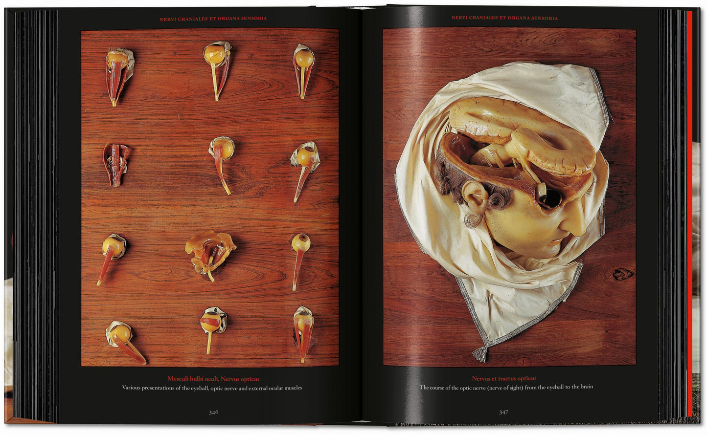 Anatomical Waxes. 45th Ed. (German, French, English) Book