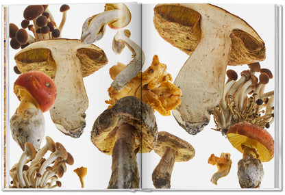The Gourmand's Mushroom. A Collection of Stories and Recipes (English) Book