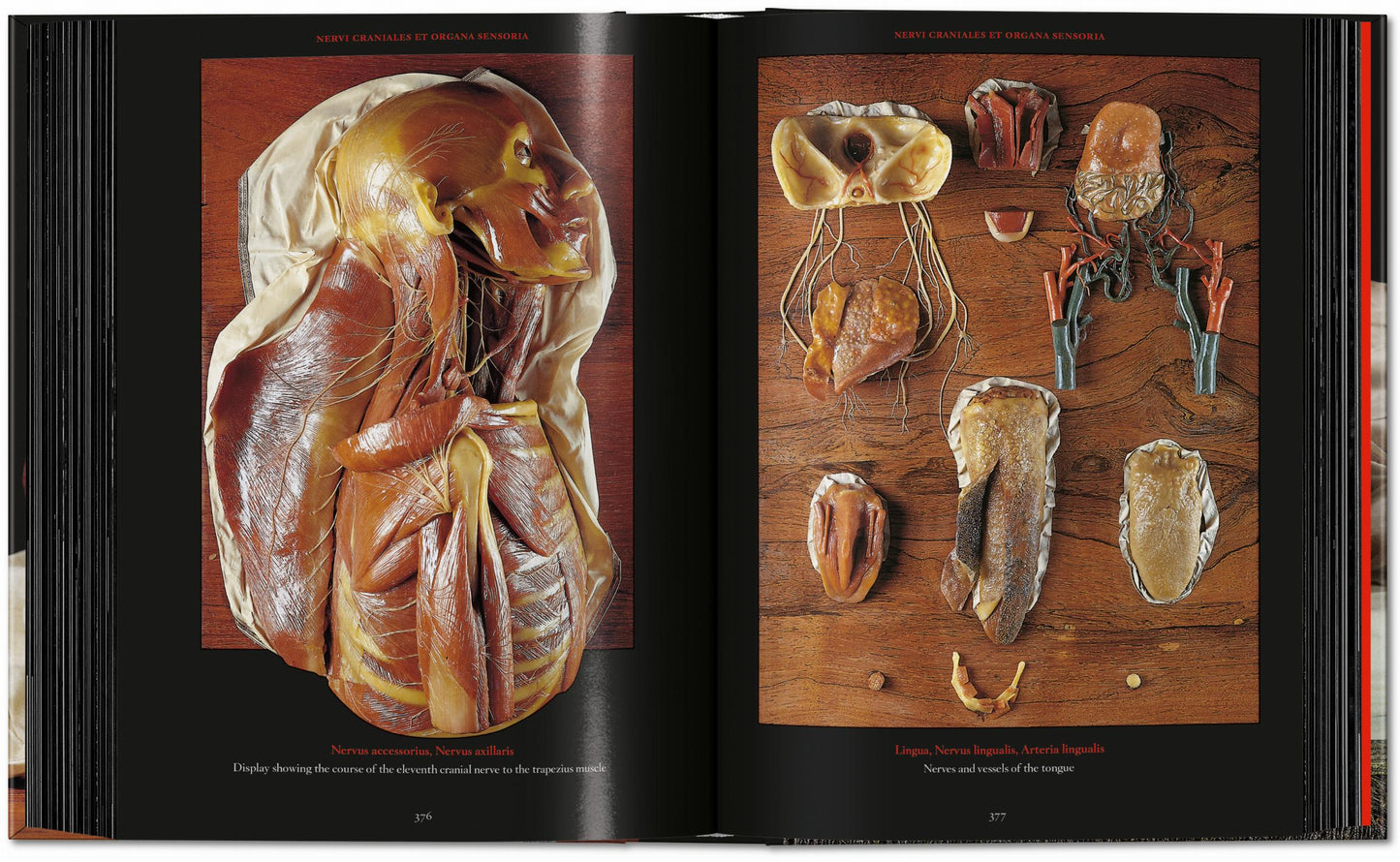 Anatomical Waxes. 45th Ed. (German, French, English) Book