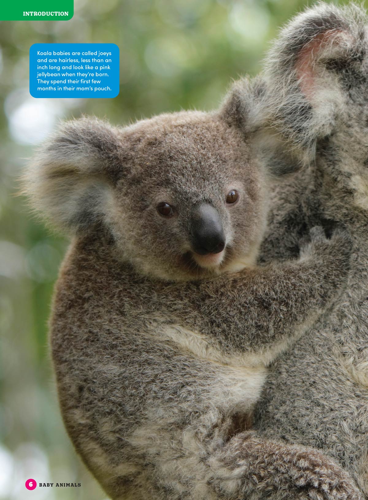 Baby Animals - The Ultimate A To Z Guide: Discover Fascinating Facts About The World's Cutest Creatures, Learn About Various Species' Growth & Development! Plus Coloring Pages, Puzzles, Games & More!