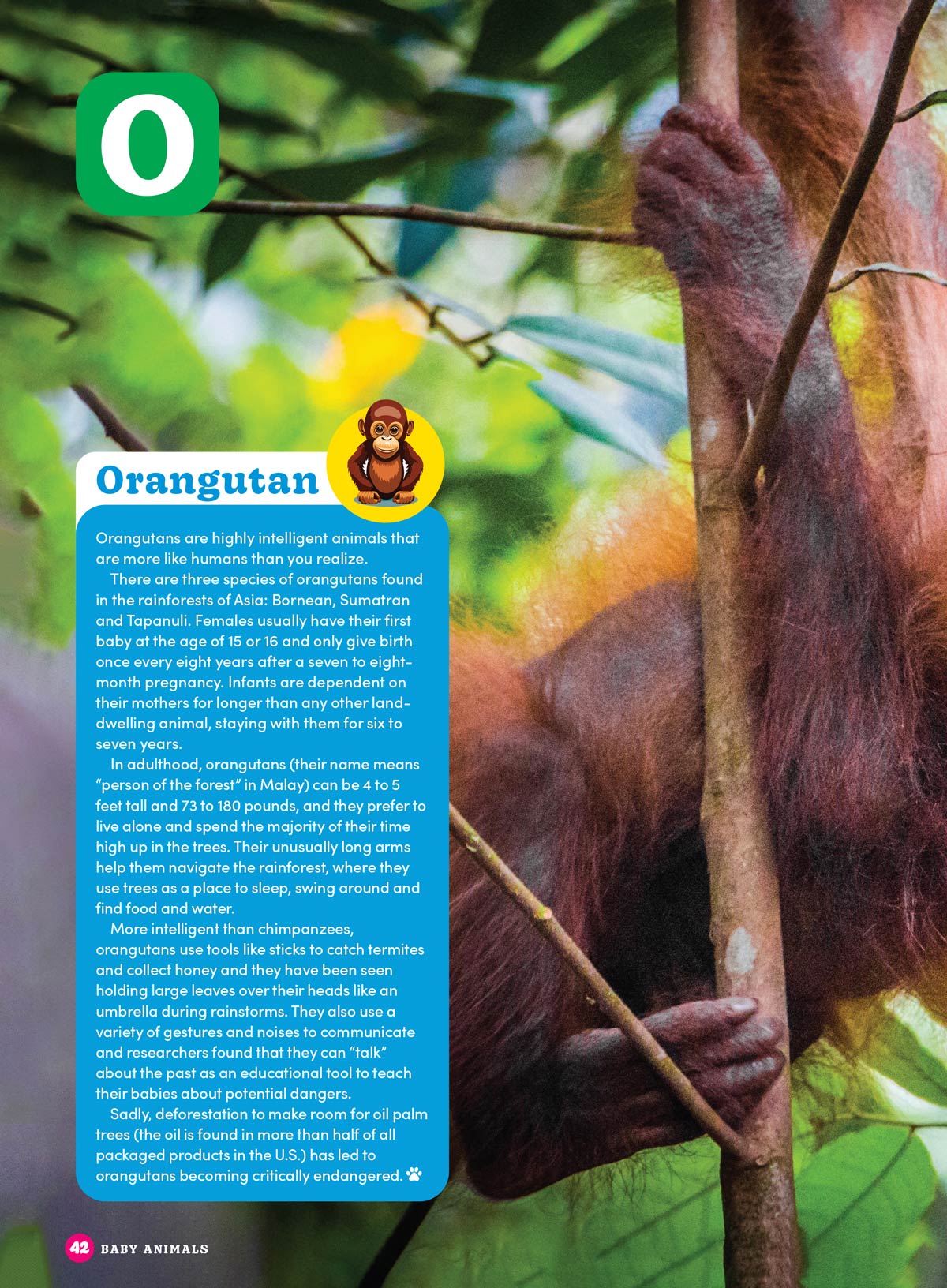 Baby Animals - The Ultimate A To Z Guide: Discover Fascinating Facts About The World's Cutest Creatures, Learn About Various Species' Growth & Development! Plus Coloring Pages, Puzzles, Games & More!