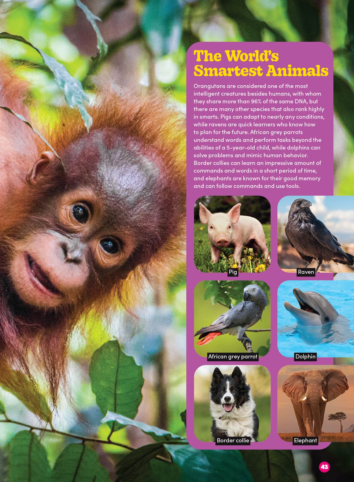 Baby Animals - The Ultimate A To Z Guide: Discover Fascinating Facts About The World's Cutest Creatures, Learn About Various Species' Growth & Development! Plus Coloring Pages, Puzzles, Games & More!