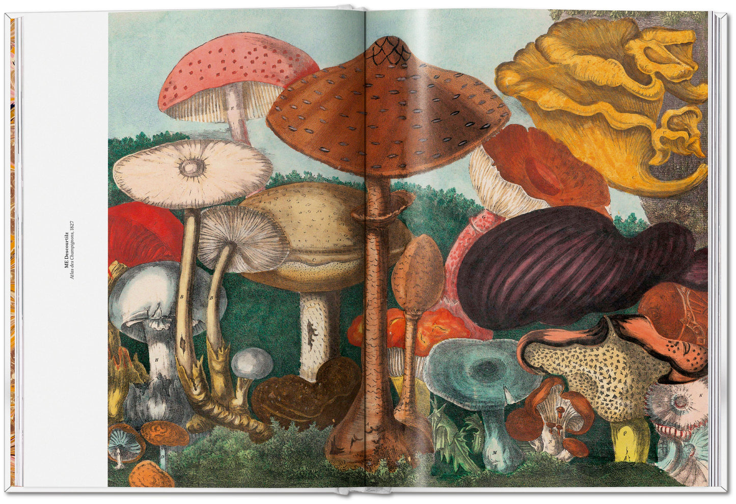 The Gourmand's Mushroom. A Collection of Stories and Recipes (English) Book