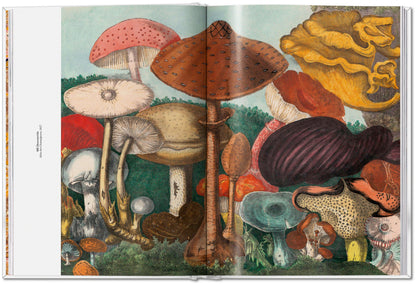 The Gourmand's Mushroom. A Collection of Stories and Recipes (English) Book