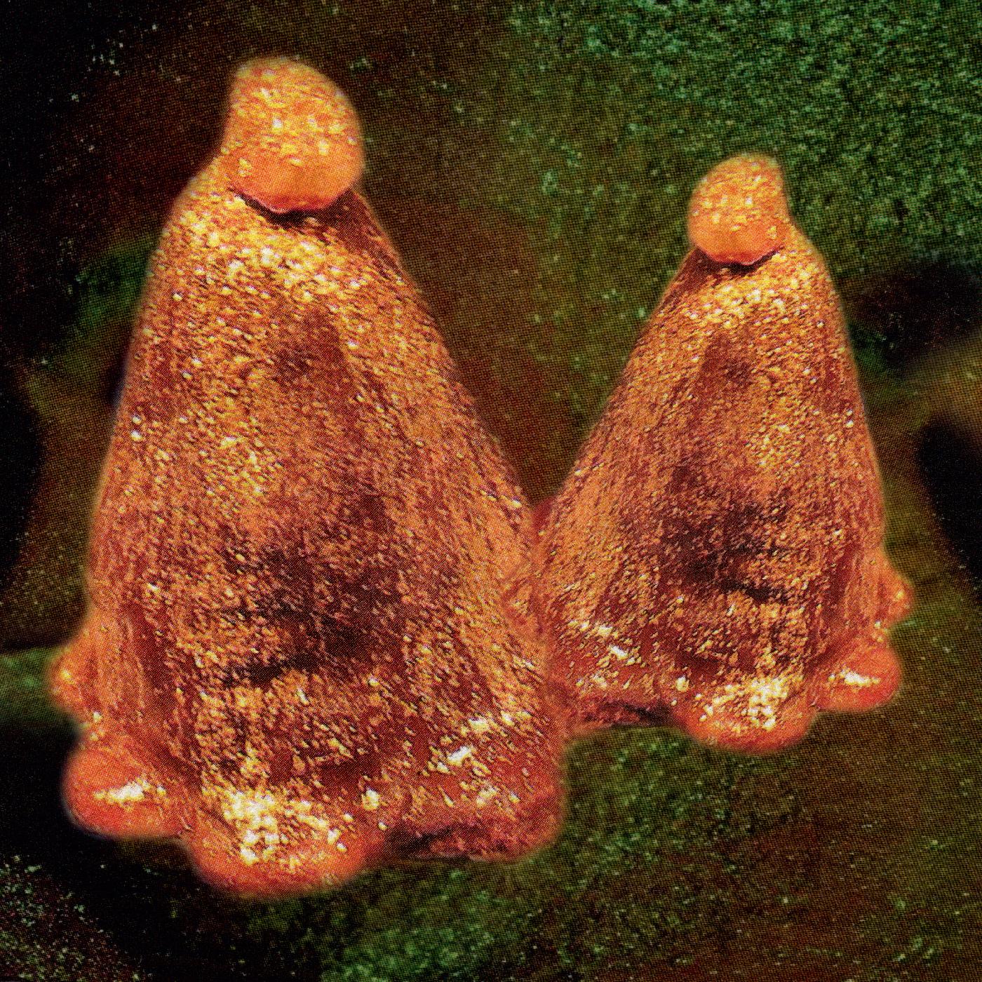Black To Comm - Oocyte Oil & Stolen Androgens Vinyl Record