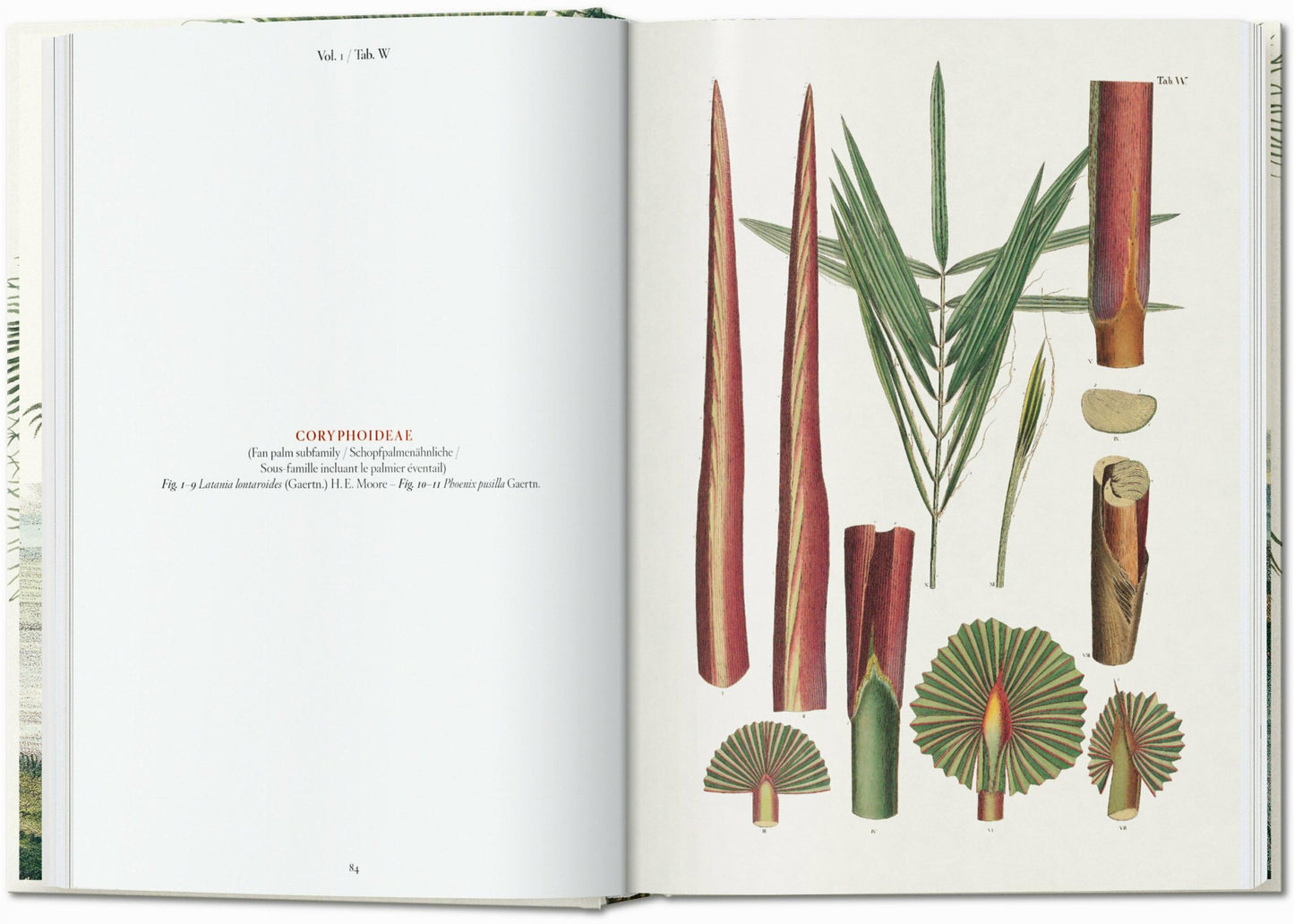 Martius. The Book of Palms. 45th Ed. (German, French, English) Book