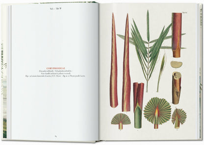 Martius. The Book of Palms. 45th Ed. (German, French, English) Book