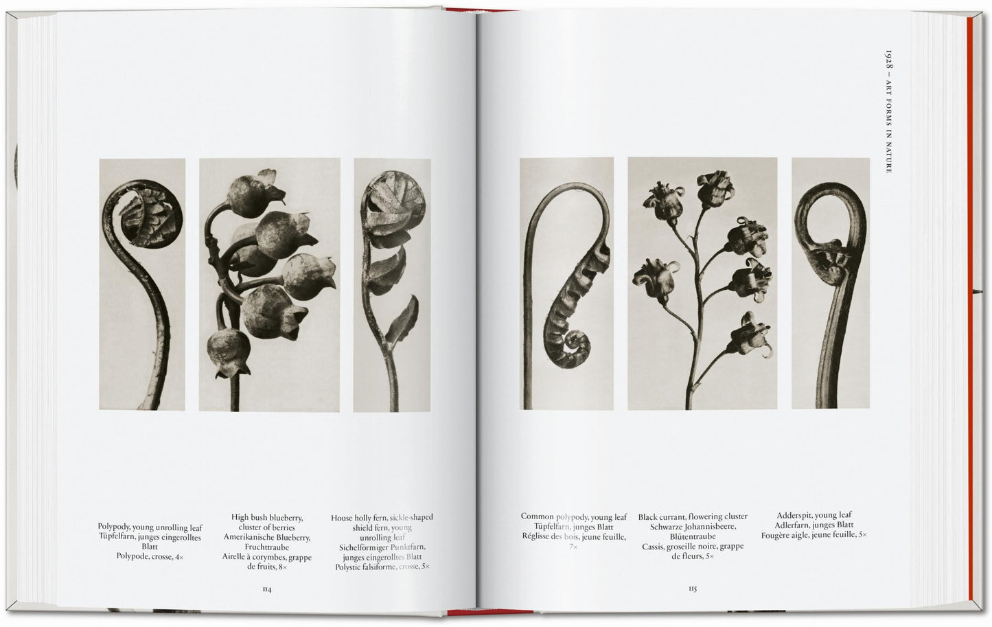 Karl Blossfeldt. The Complete Published Work. 45th Ed. (German, French, English) Book