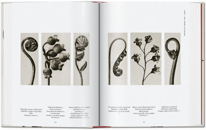 Karl Blossfeldt. The Complete Published Work. 45th Ed. (German, French, English) Book