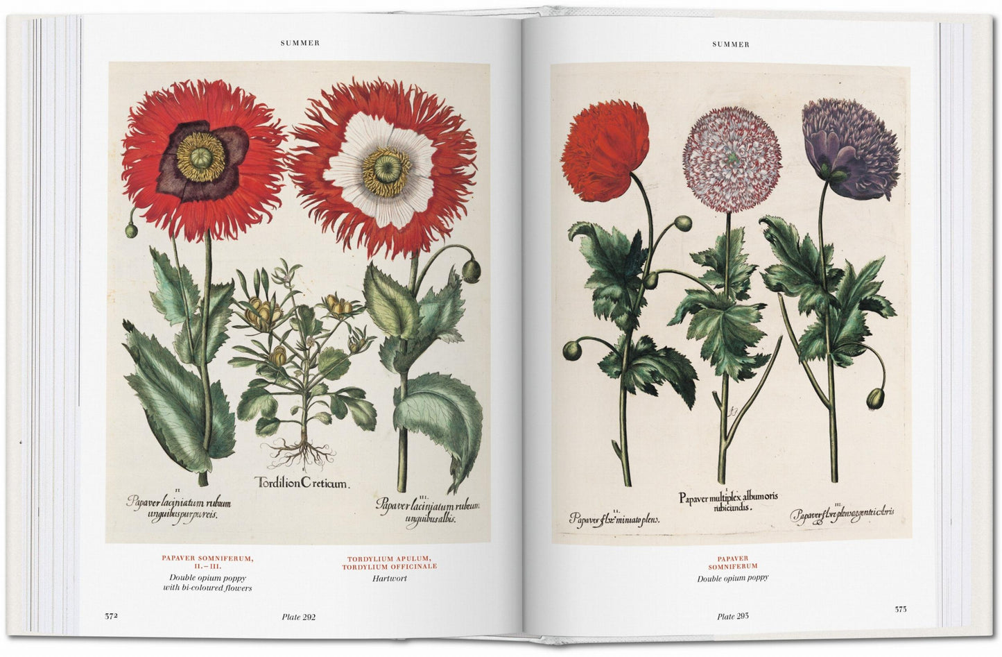 Basilius Besler. Florilegium. The Book of Plants (English) Book