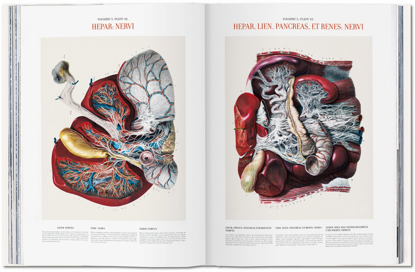 Bourgery. Atlas of Human Anatomy and Surgery (German, French, English) Book