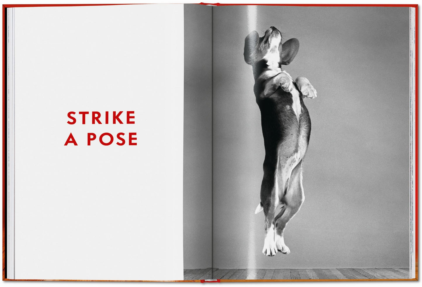 Walter Chandoha. Dogs. Photographs 1941–1991 (English) Book