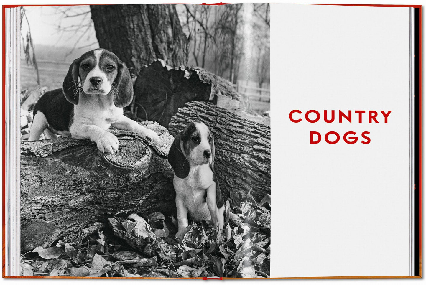 Walter Chandoha. Dogs. Photographs 1941–1991 (English) Book