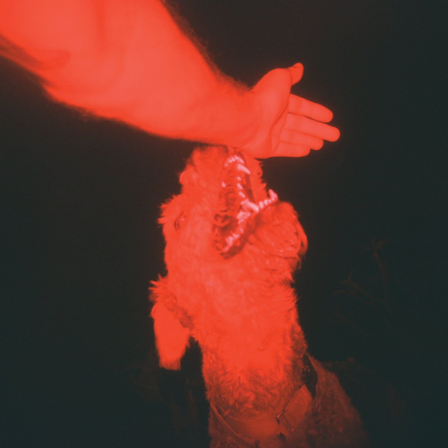 A Trick Of The Light Vinyl Record