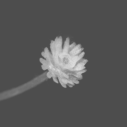 EMILIANO ROMANELLI  Tabulatura 2  Cassette Tape