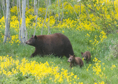 Capture My Colorado: Aspen Book
