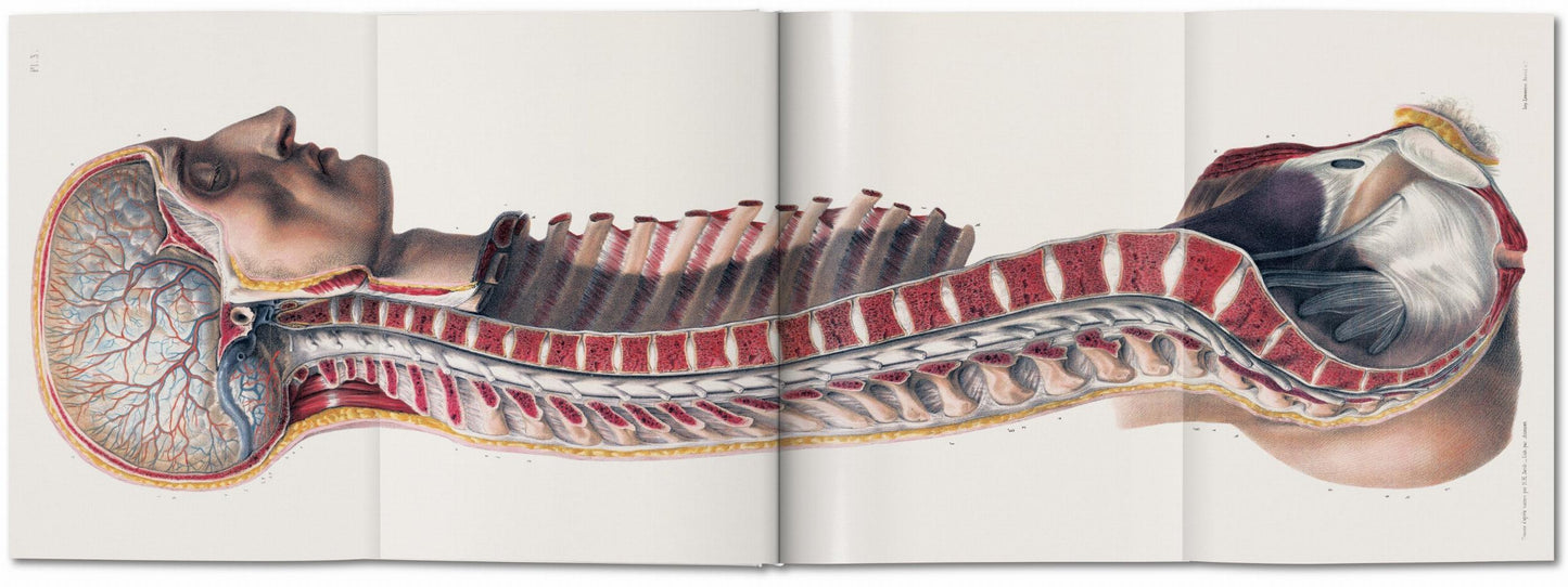 Bourgery. Atlas of Human Anatomy and Surgery (German, French, English) Book