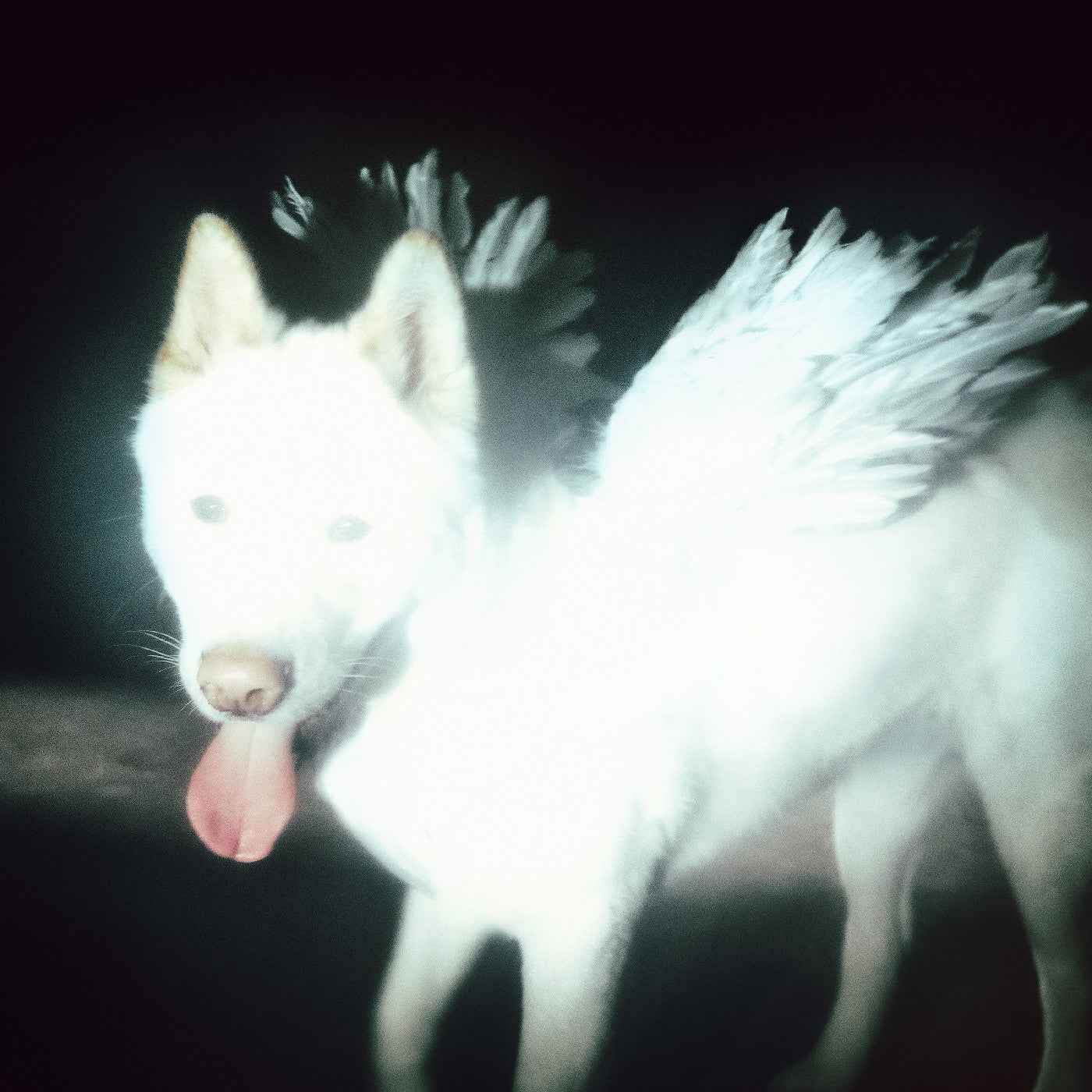 PRE-ORDER Fat Dog - Cancel Me (I'M Tired) [Vinyl] Vinyl Record