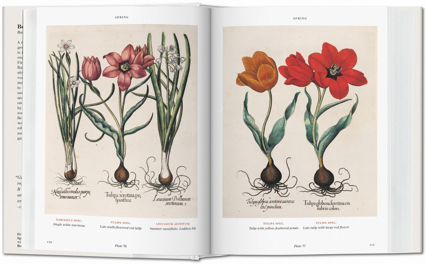 Basilius Besler. Florilegium. The Book of Plants (English) Book