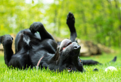 Capture Door County: Seasons Behind the Door: A Photographic Look at Door County's Seasons Book