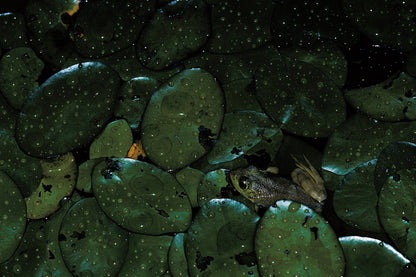 Connecting with Nature: Portraits and Essays on Nature and Man Book