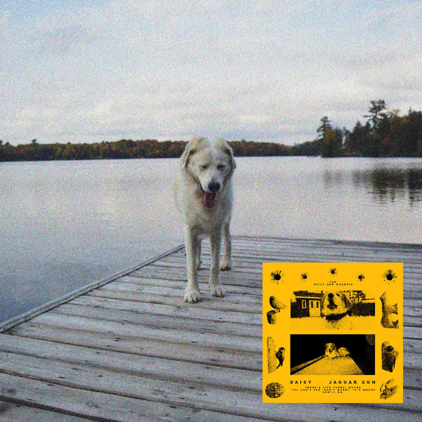 Daisy (Black And Yellow Swirl Vinyl) Vinyl Record