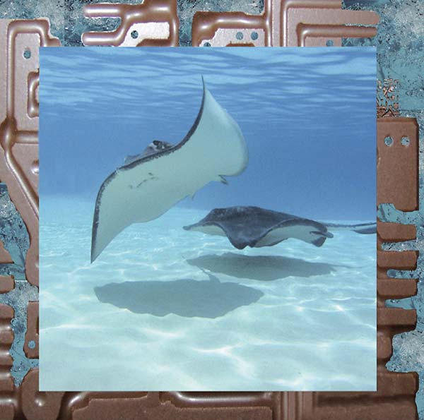 JAMES FERRARO - Rerex Vinyl Record