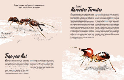 Animal Allstars Book