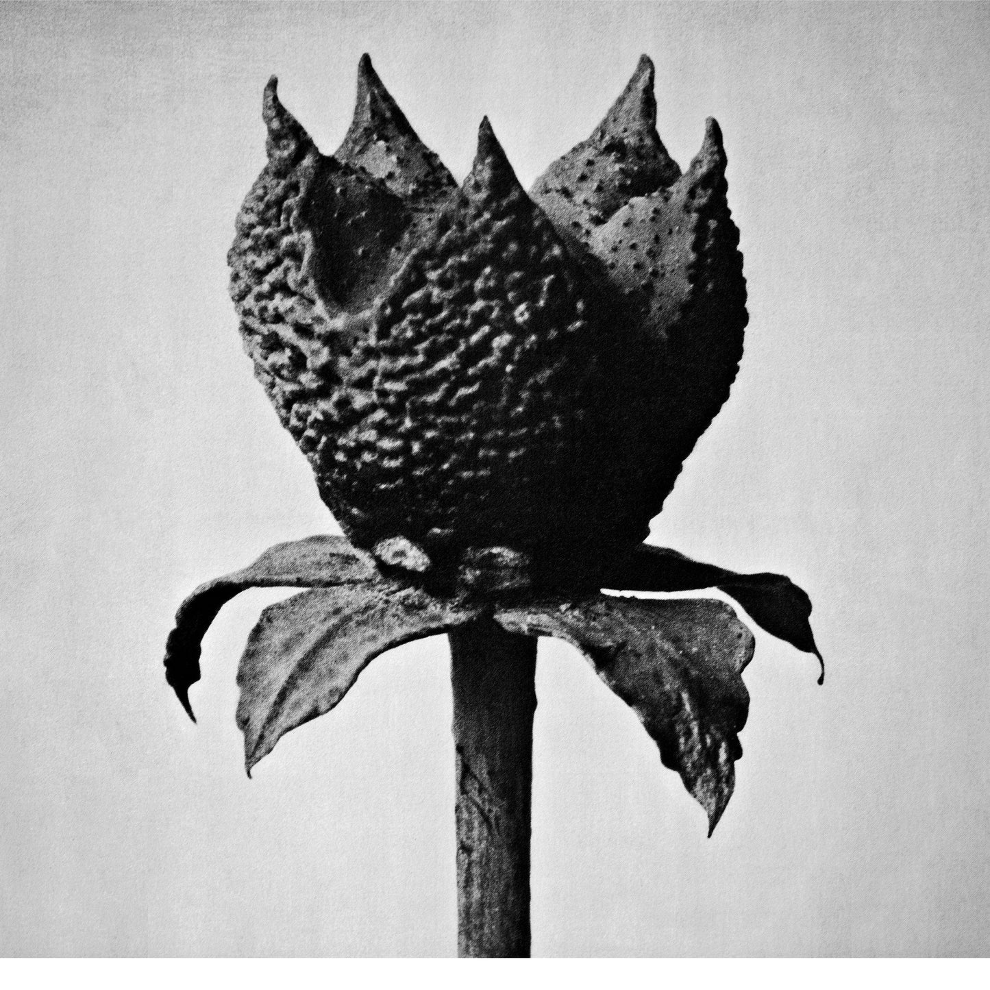 Book Of Life Music CD