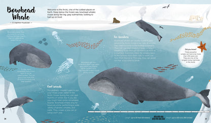 The World of Whales Book