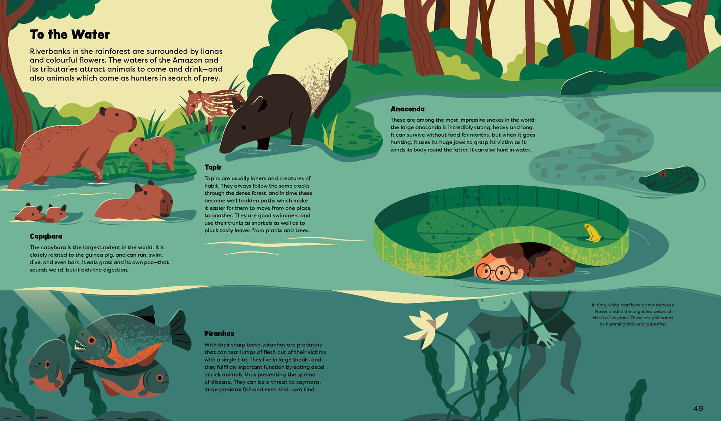 Explore the Rainforest Books