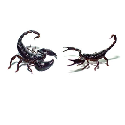 Scary Insect Tattoo For Halloween