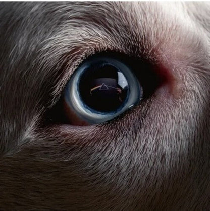 The Dark Side Of The Moon Redux (Indie Exclusive, 140 Gram Vinyl, Colored Vinyl, Blue) (2 Lp's) Vinyl Record