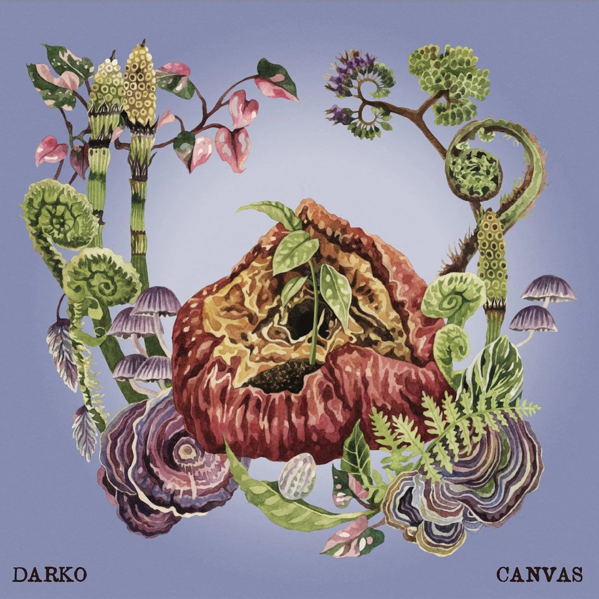 Darko - Canvas (Uk) [LP] Vinyl Record Album Cover