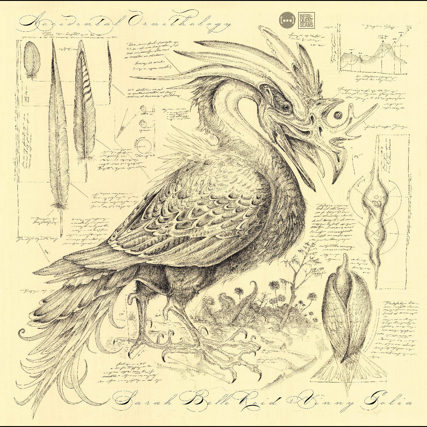 Accidental Ornithology Music CD