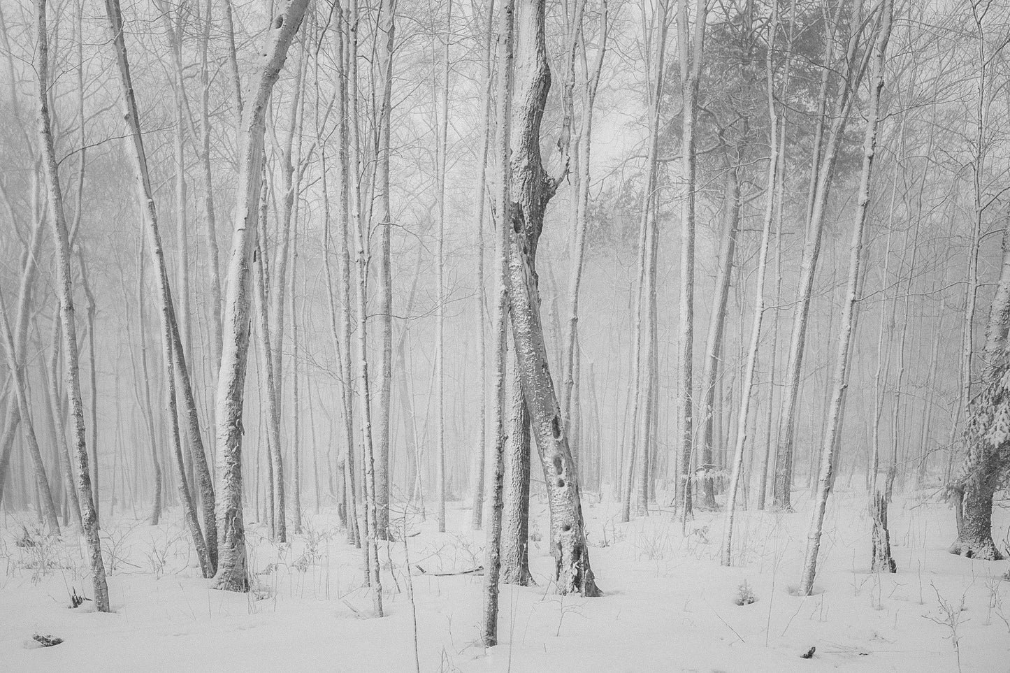 Capture Door County: Seasons Behind the Door: A Photographic Look at Door County's Seasons Book