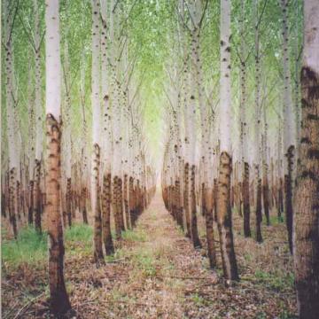 Beat Romantic Music CD