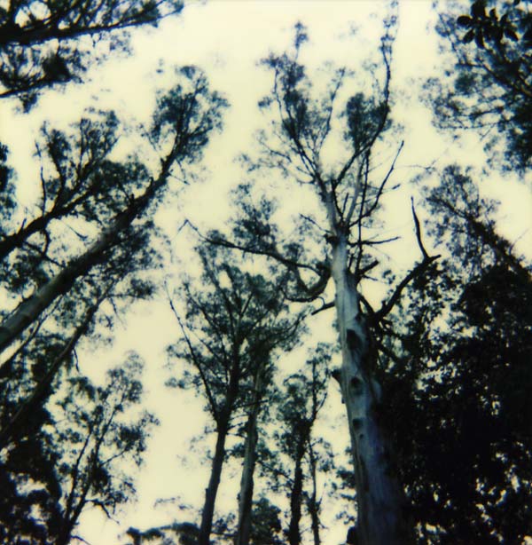 The Frightening Lights Vinyl Record