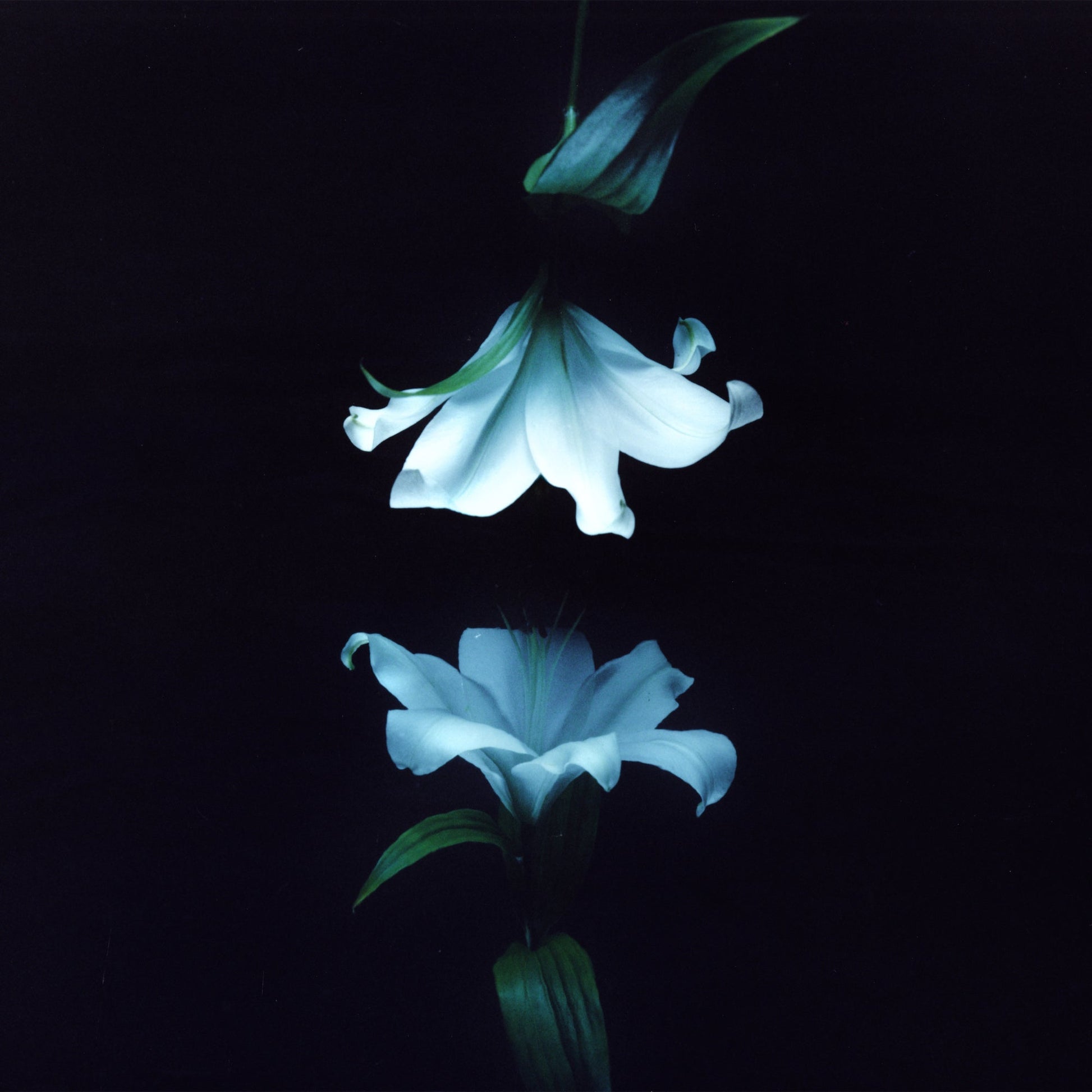PRE-ORDER Wasia Project - Nocturne (Indies Exclusive) [Blue Vinyl] [Vinyl] Vinyl Record