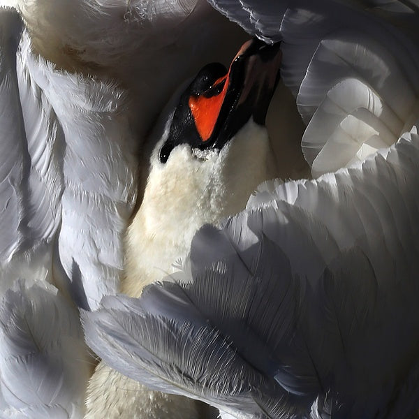 WILD TERRIER ORCHESTRA - Even The Chimera Vinyl Record