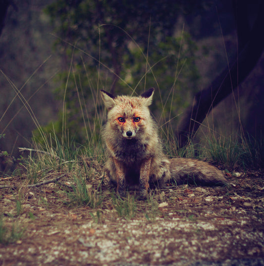 Winterpills  Love Songs Cassette Tape