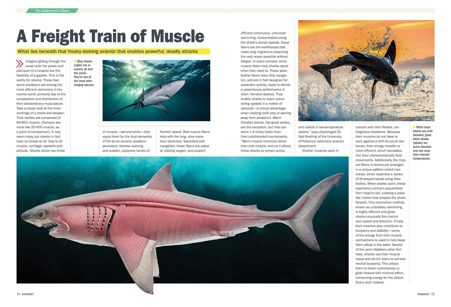 Shark Week - Deadly Behemoths Of The Deep, Terrifying Tales Of Brutal Attacks, How To Survive, Anatomy, Blood In The Water, Secrets, Tiger Sharks, Hammerheads, Goblin Sharks, Great Whites & More!