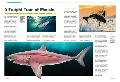 Shark Week - Deadly Behemoths Of The Deep, Terrifying Tales Of Brutal Attacks, How To Survive, Anatomy, Blood In The Water, Secrets, Tiger Sharks, Hammerheads, Goblin Sharks, Great Whites & More!