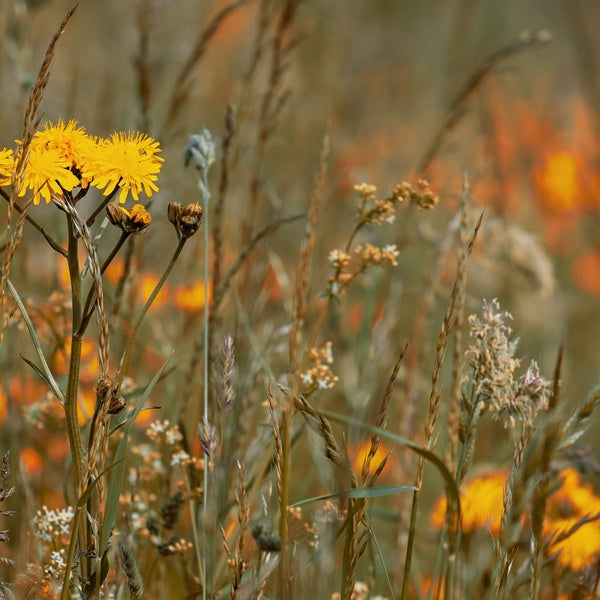 Reinhold Friedl: Scarlatti  Music CD